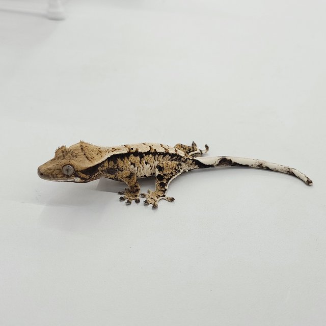 트라이 익스트림할리퀸