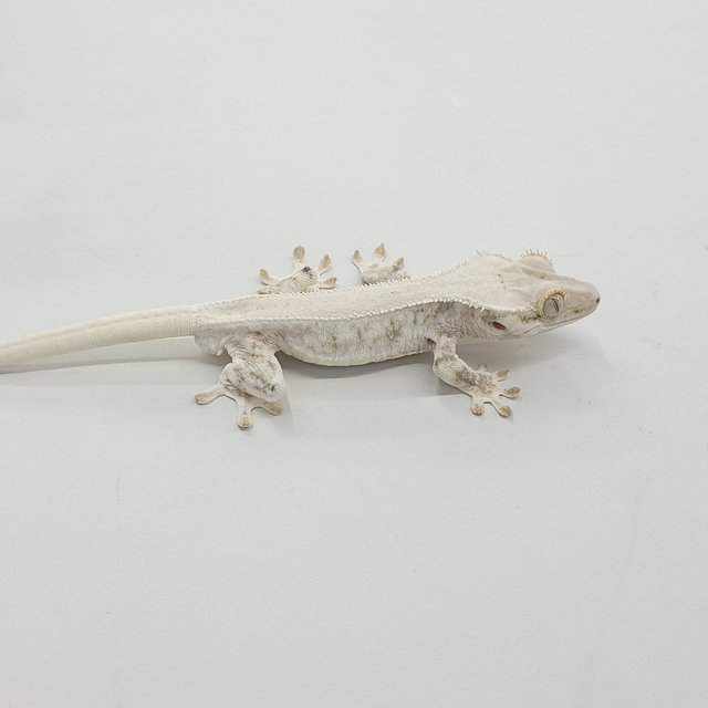 솔리드백 릴리화이트