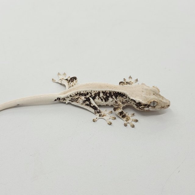 릴리화이트 솔리드백