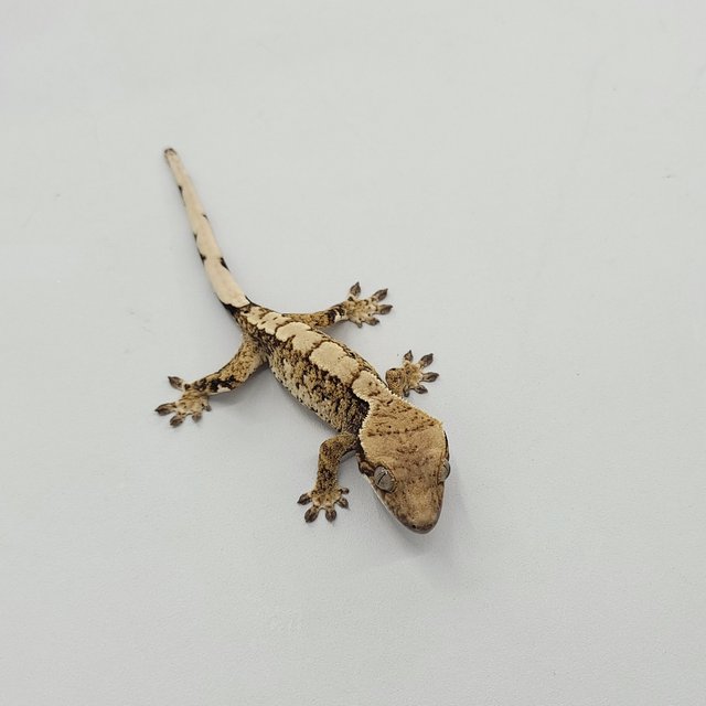 트라이 익스트림할리퀸