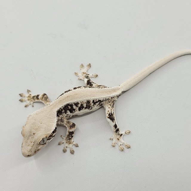 릴리화이트 솔리드백