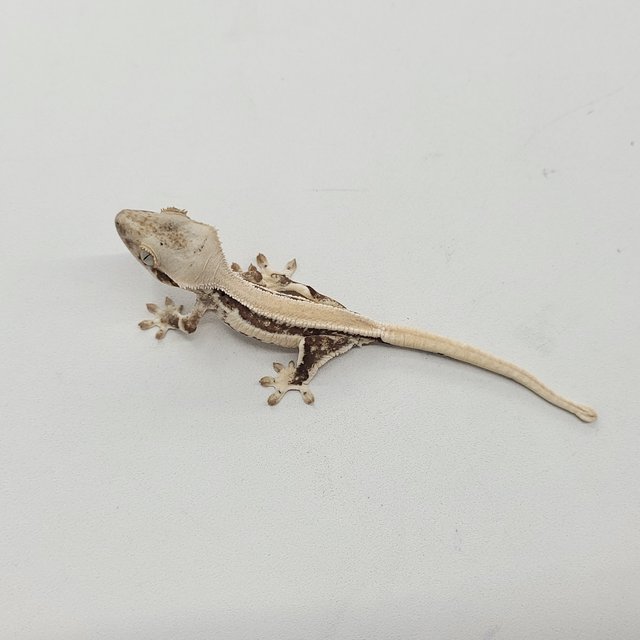 솔리드백 릴리화이트