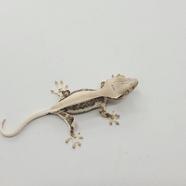 솔리드백 릴리화이트