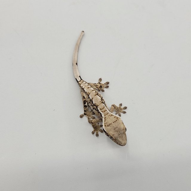 트라이 익스트림할리퀸