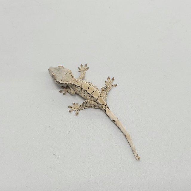 트라이 익스트림할리퀸