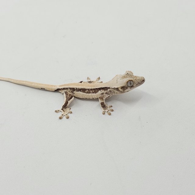 솔리드백 릴리화이트