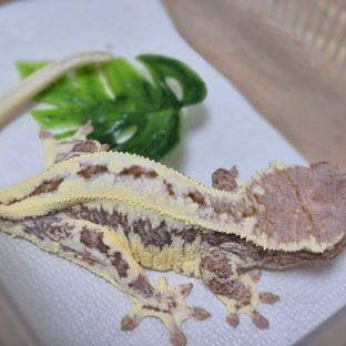 프라푸치노