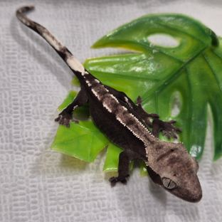 아잔틱