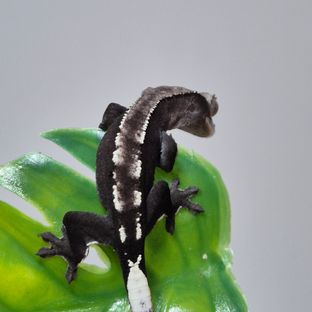 아잔틱
