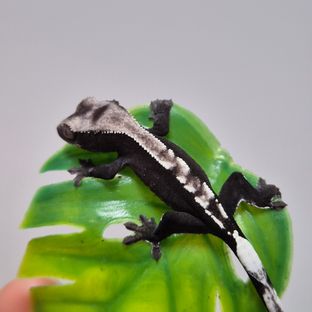 아잔틱