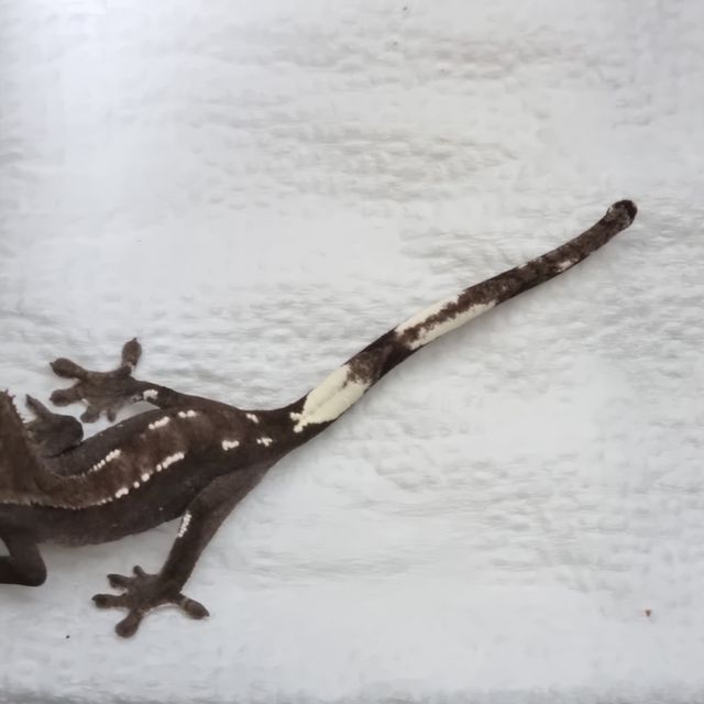 아잔틱