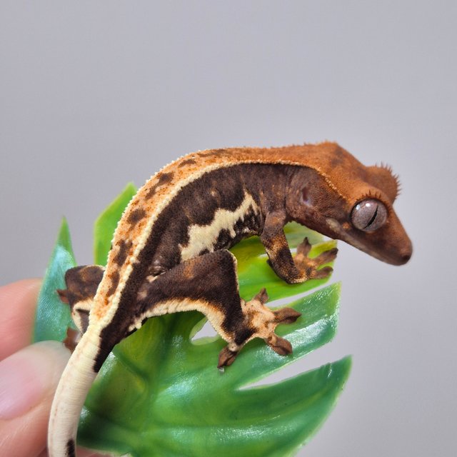 릴리100%헷아잔틱