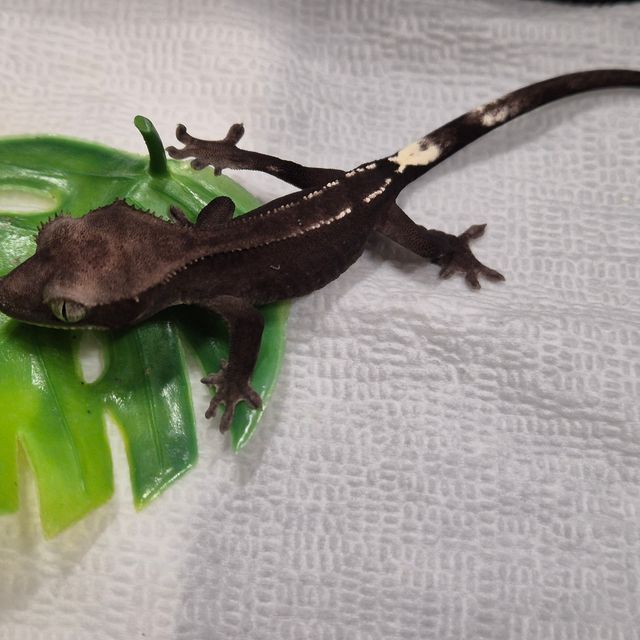 아잔틱