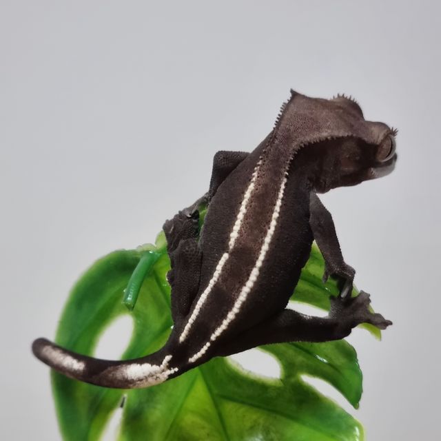 아잔틱