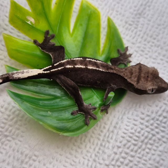아잔틱