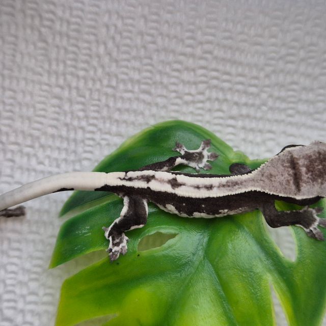 릴잔틱