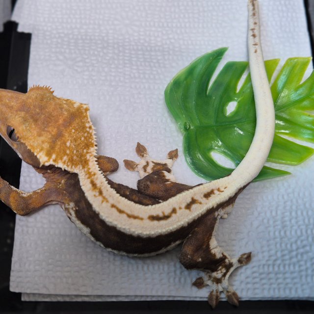 릴리100%헷아잔틱