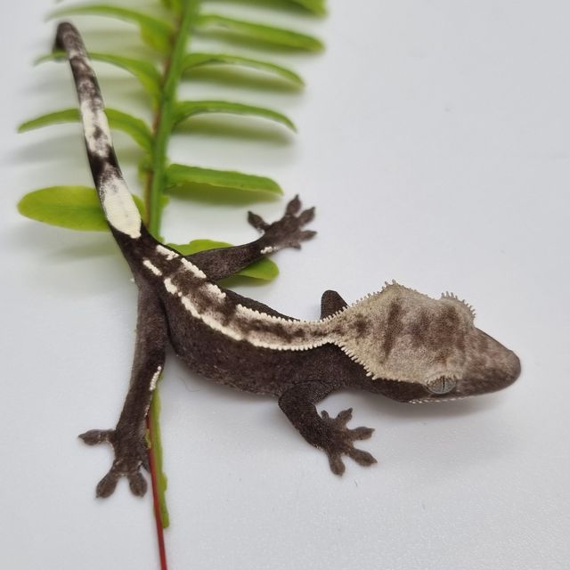 아잔틱