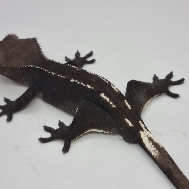 아잔틱