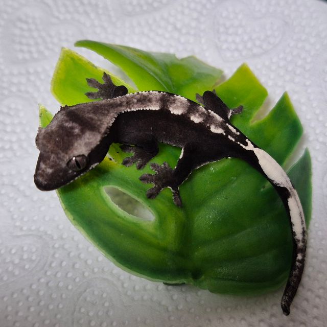 아잔틱