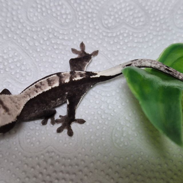 아잔틱