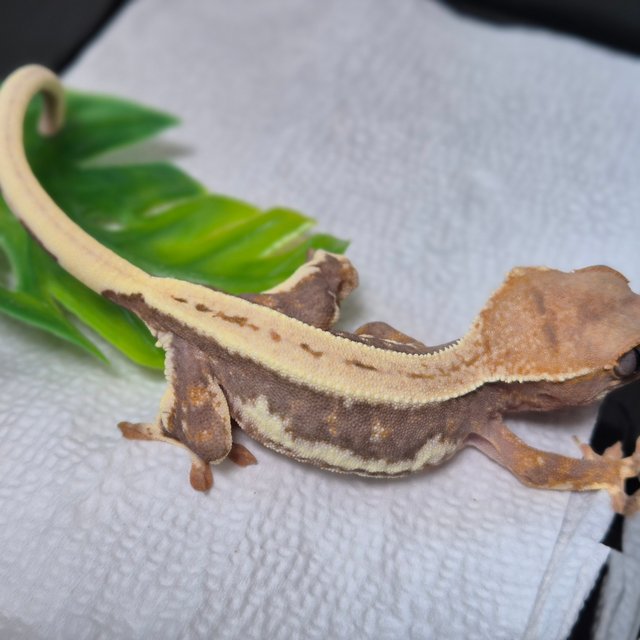 릴리100%헷아잔틱