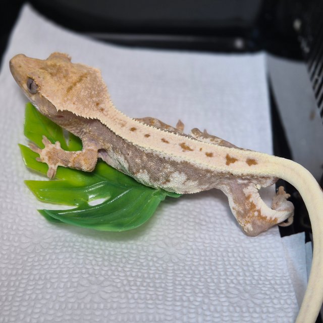 릴리100%헷아잔틱