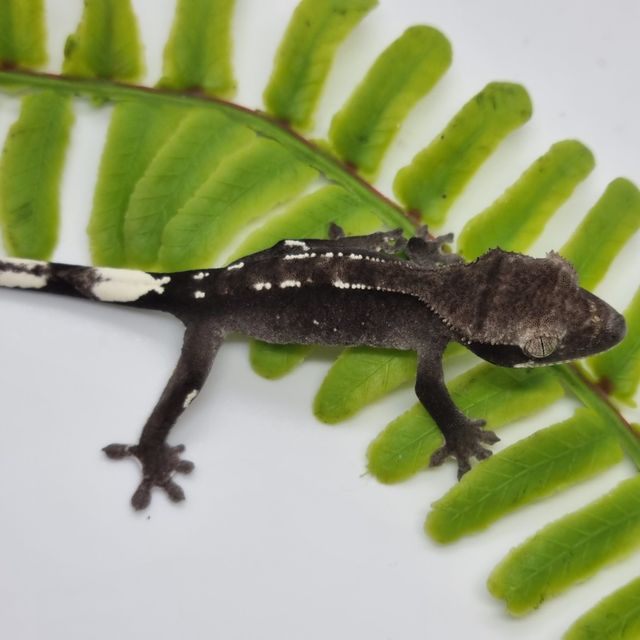 아잔틱