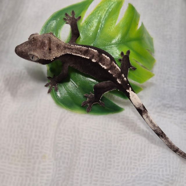 아잔틱