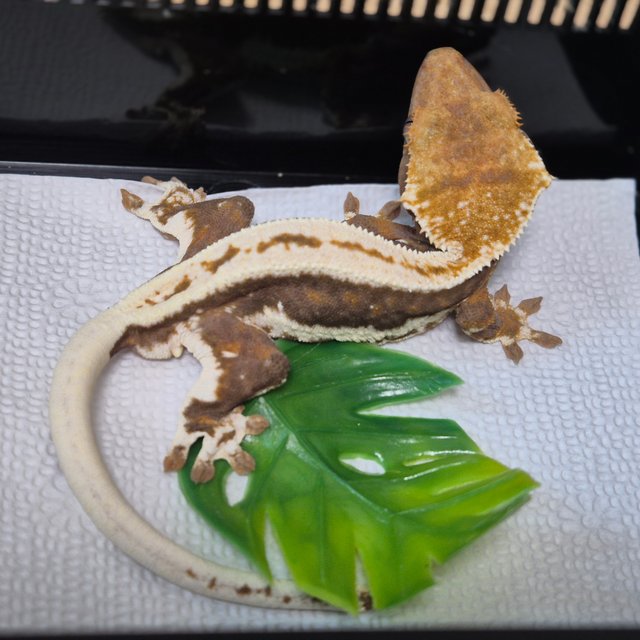 릴리100%헷아잔틱