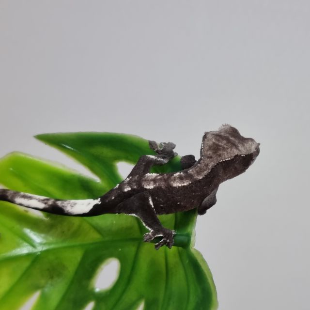 아잔틱
