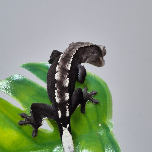 아잔틱