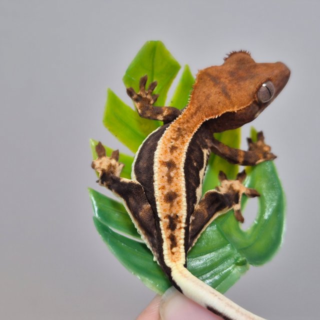 릴리100%헷아잔틱