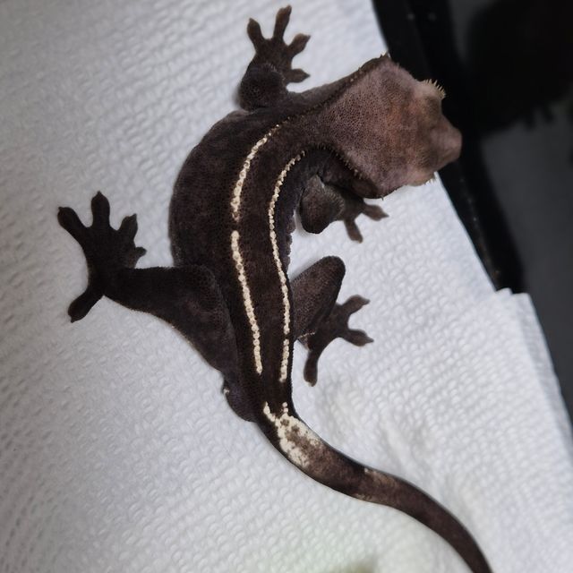 아잔틱