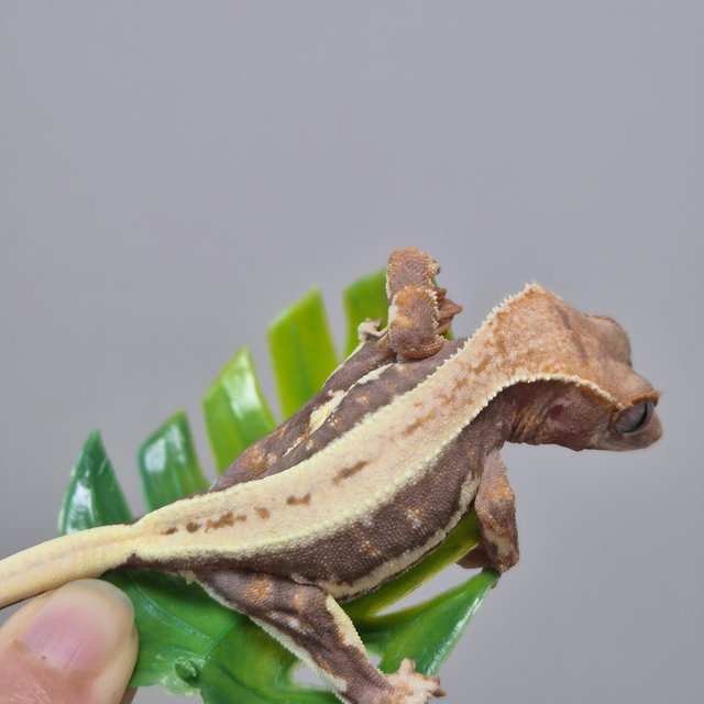 릴리100%헷아잔틱