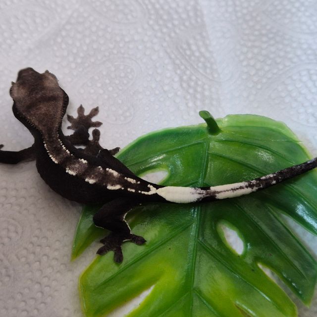 아잔틱