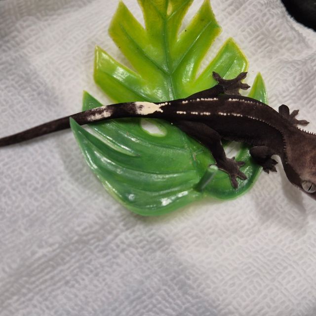 아잔틱