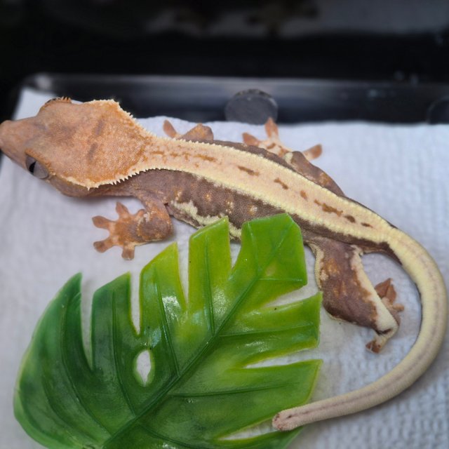 릴리100%헷아잔틱