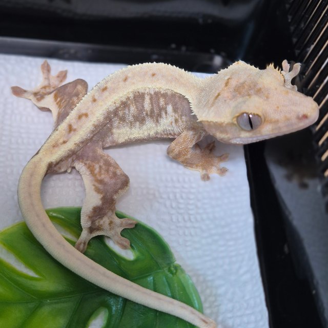 릴리100%헷아잔틱