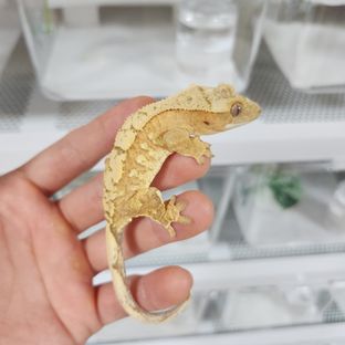 크림시클