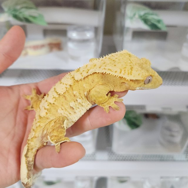 브린들 옐로우 크림시클