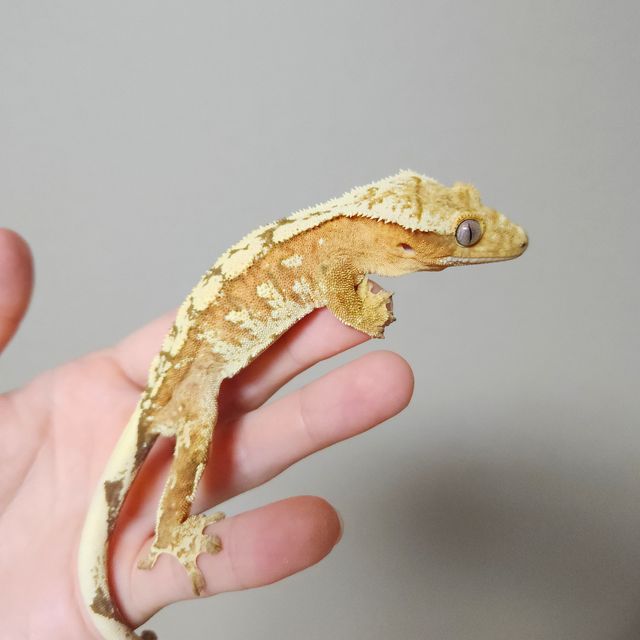 크림시클