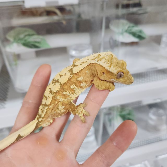 크림시클