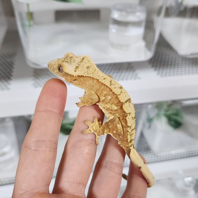크림시클