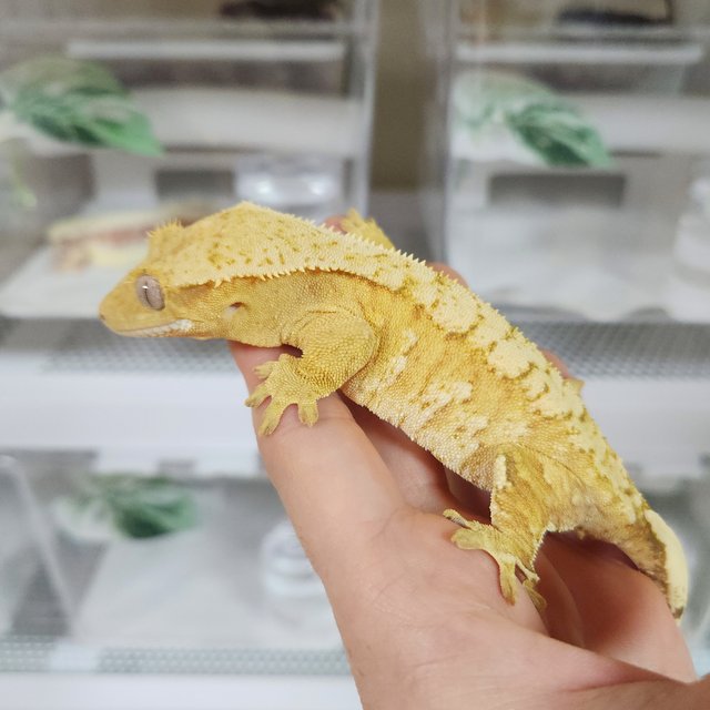 브린들 옐로우 크림시클