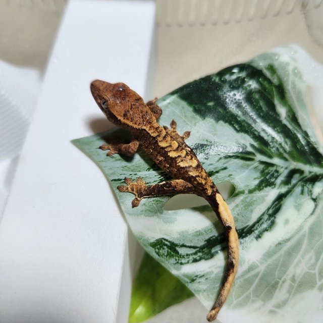 브린들 옐로우 크림시클