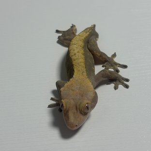 딕시라인