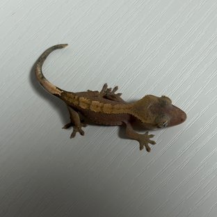 하이포