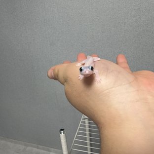 슈퍼하이포 하이포