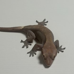 올리비아 라인